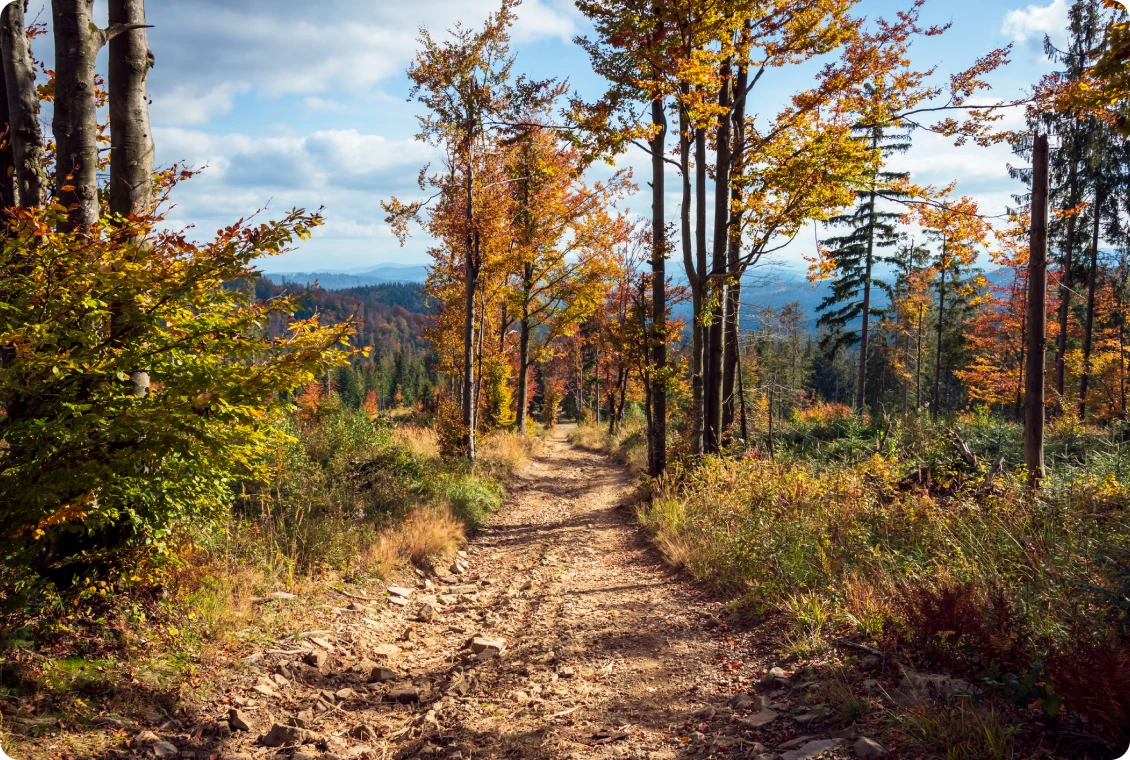 Autumn landscape with vibrant forest path